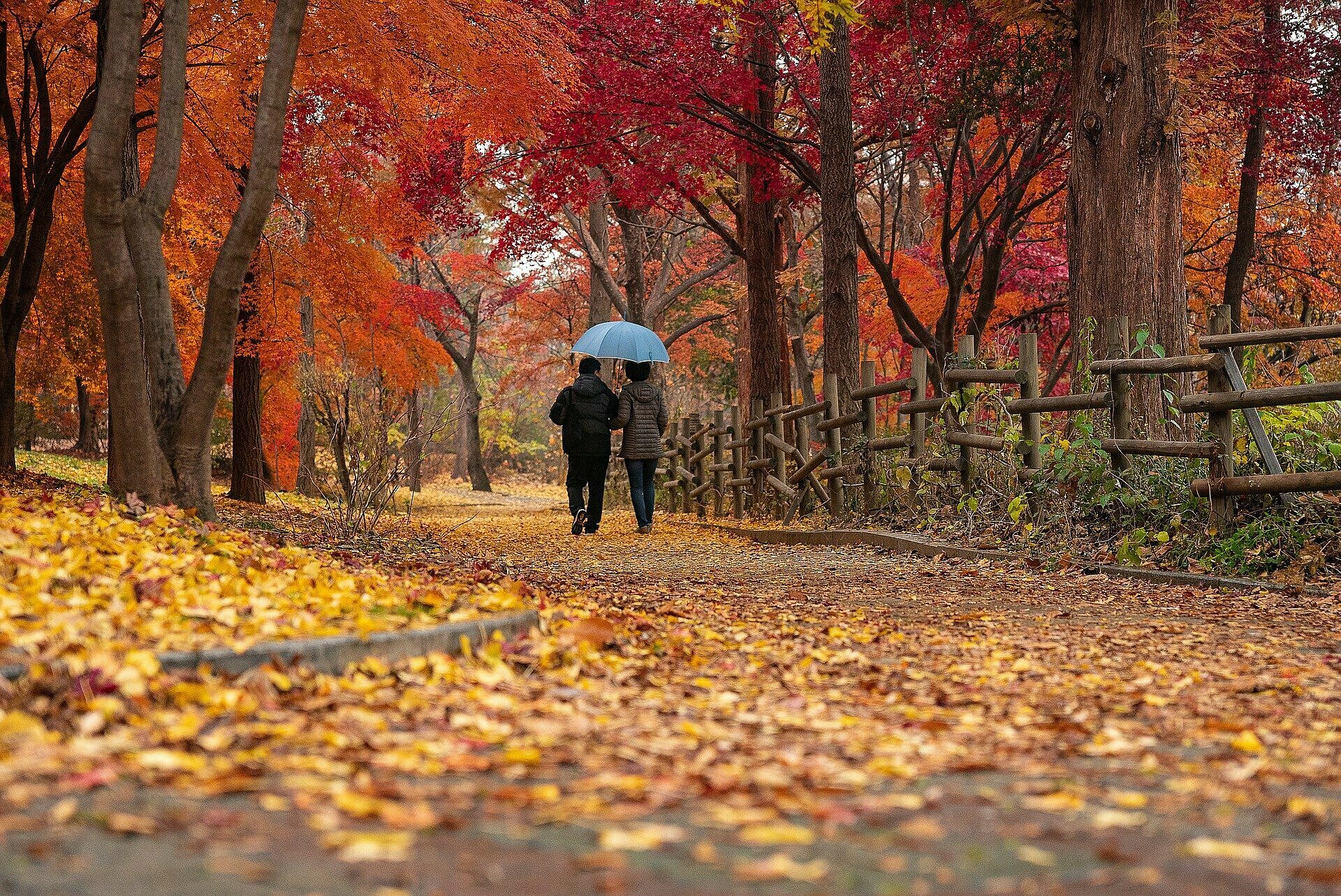 Herbstliche Atmosphäre: zwei Menschen spazieren mit einem Schirm unter rötlichen Bäumen