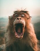 Affe mit weit aufgerissenem Mund