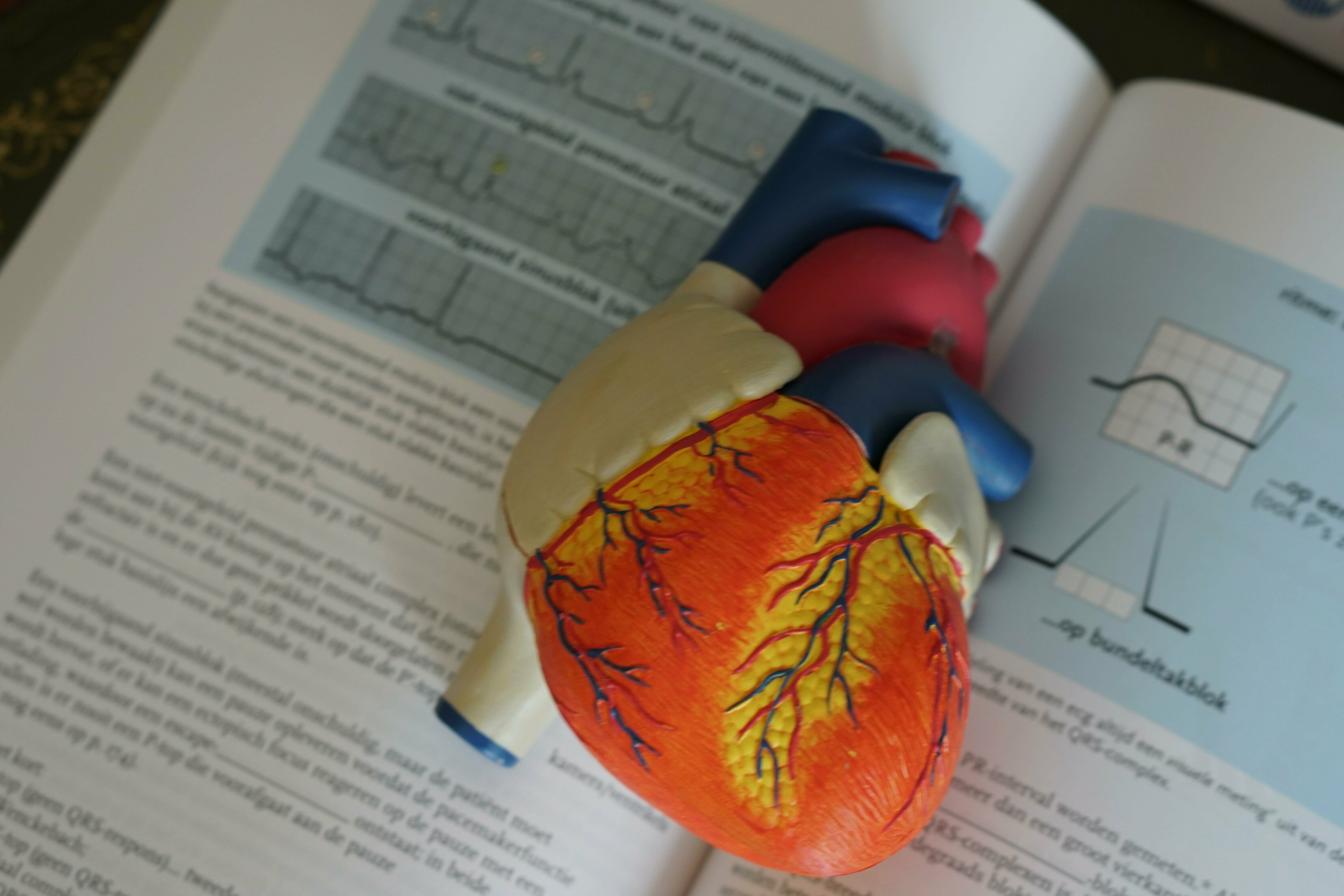 Modell eines biologischen Herzes, welches auf einem Fachbuch liegt