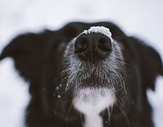 schnuppernde Schnauze eines Hundes im Fokus, die mit etwas Schnee bedeckt ist